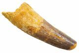 Fossil Spinosaurus Tooth - Feeding Worn Tip #345560-1